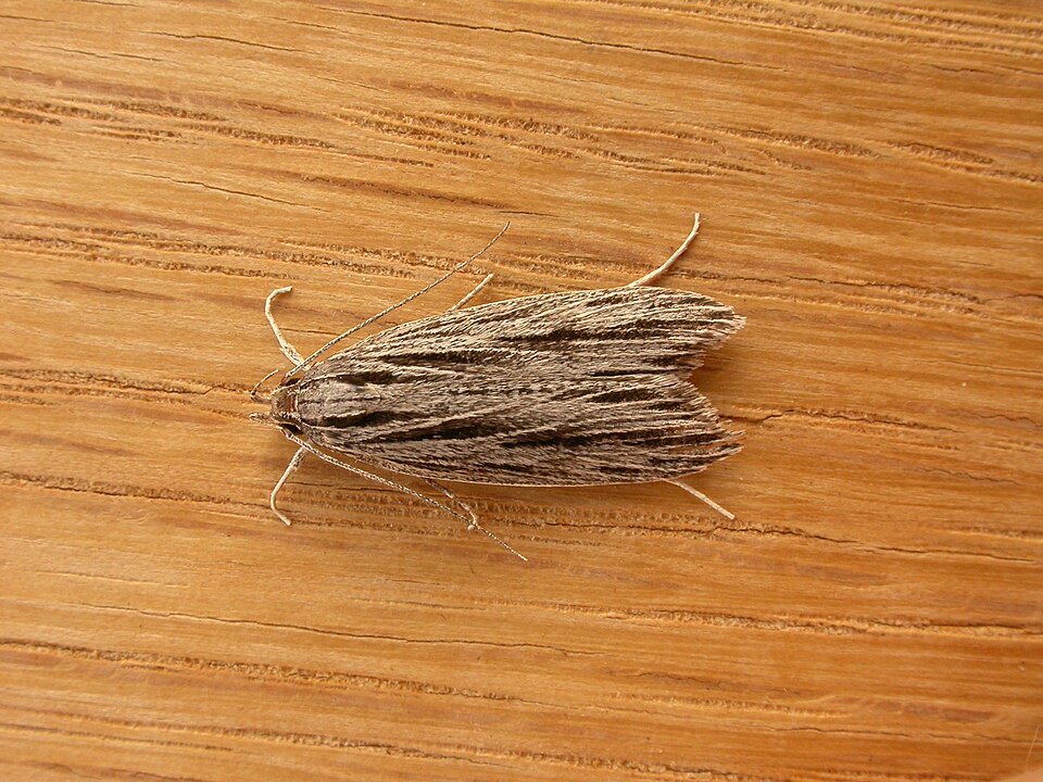 Fayl:Leistarcha scitissimella.jpg