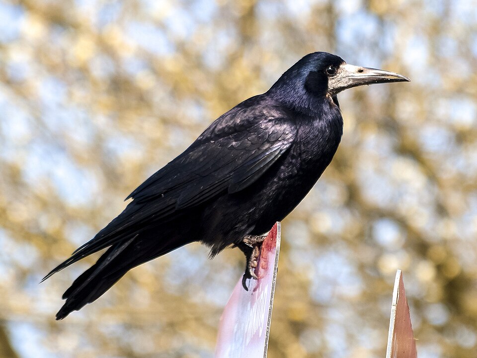 Fayl:Rook-2408377 1920.jpg