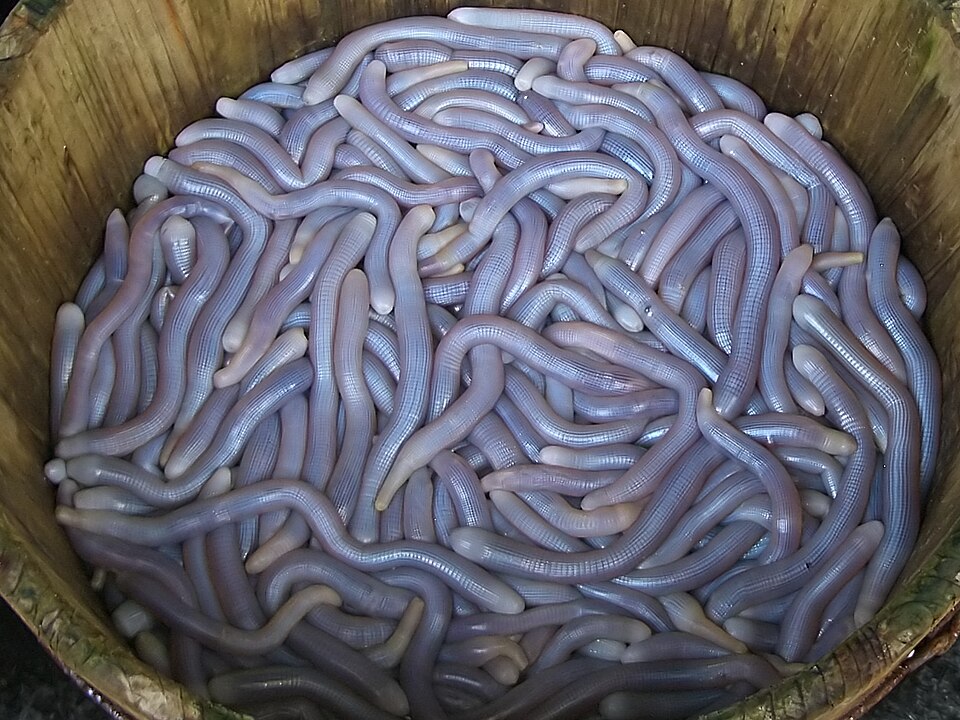 Fayl:Sipuncula.jpg