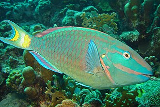 Sparisoma virusi