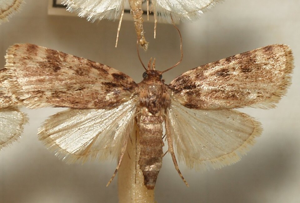 Fayl:Aglossa.cuprealis.mounted.jpg
