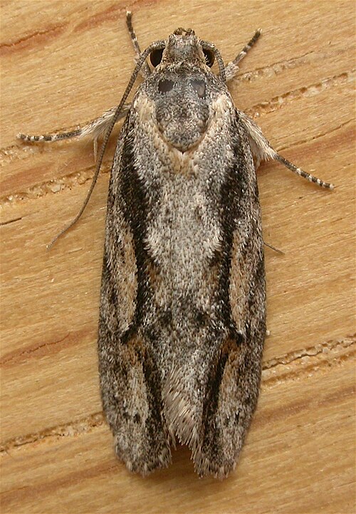 Fayl:Agriophara leptosemela.jpg