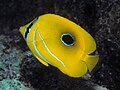 Moviy kapalak baliqlari, Chaetodon bennetti (ba'zan Megaprotodonda joylashgan )