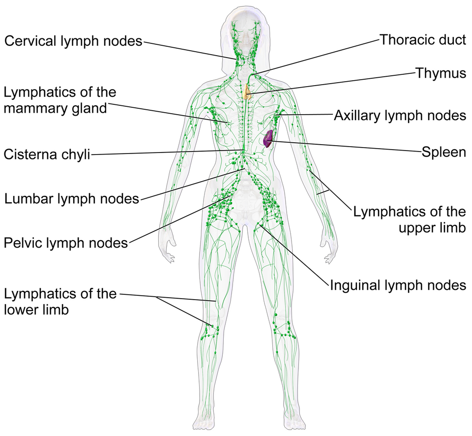 Fayl:Blausen 0623 LymphaticSystem Female.png