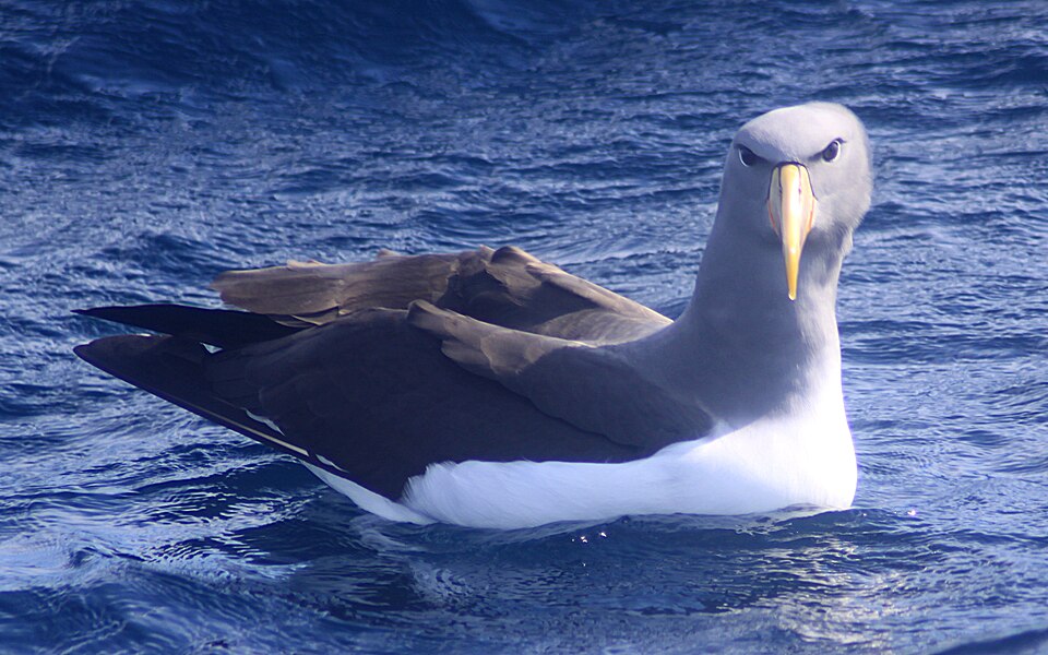 Fayl:Chatham Albatross (Thalassarche eremita).jpg