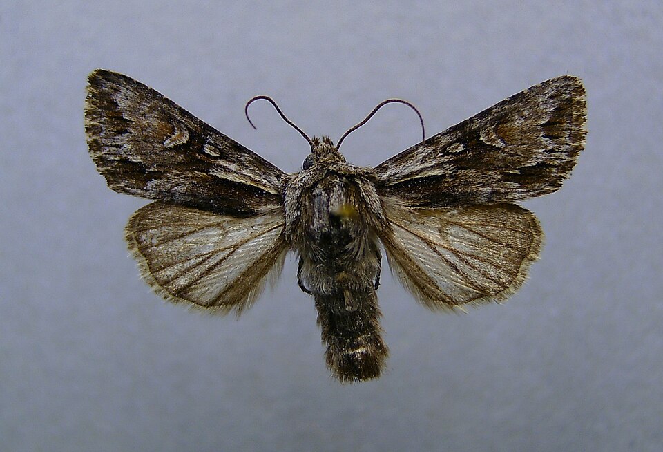 Fayl:Chloantha hyperici.jpg