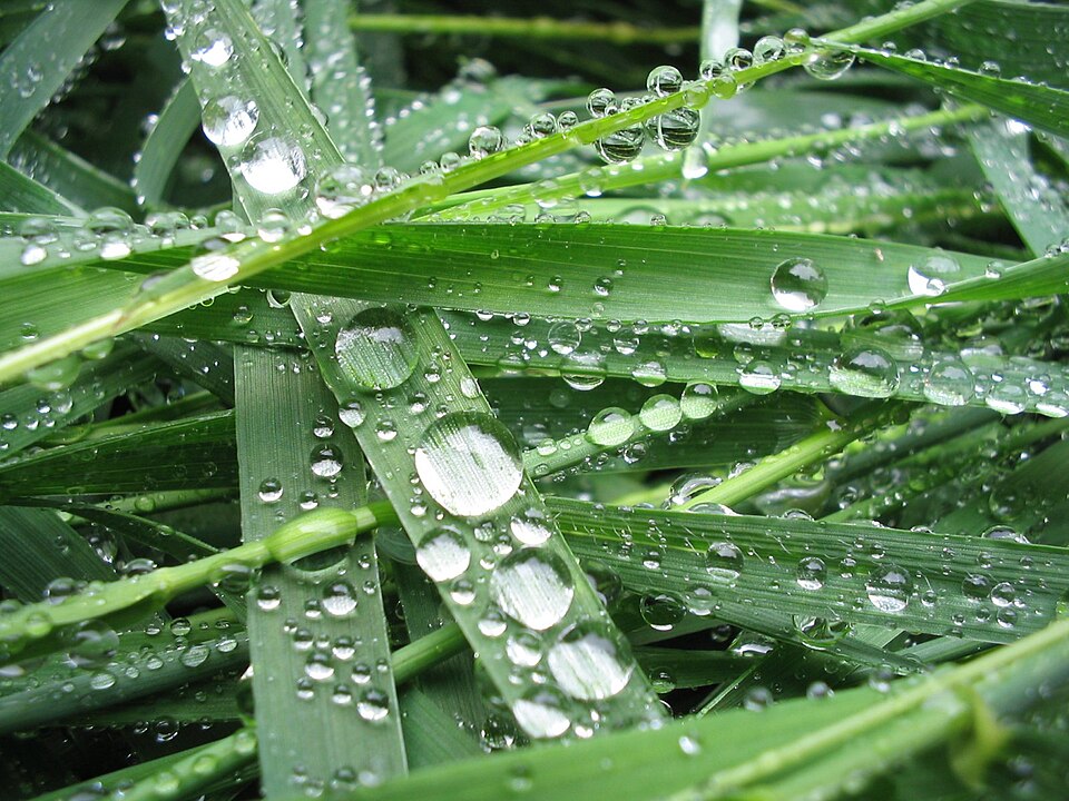 Fayl:Drops I.jpg