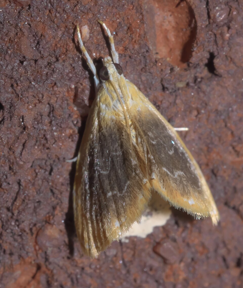 Fayl:Glaphyria cappsi P1320956b.jpg