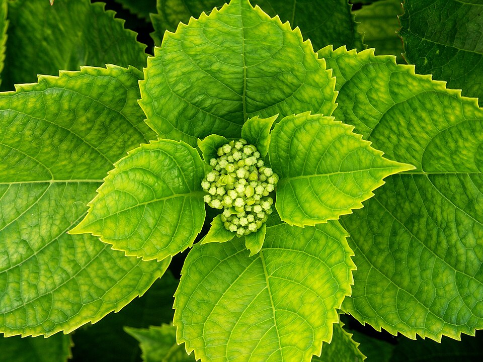 Fayl:Hortensia-1.jpg