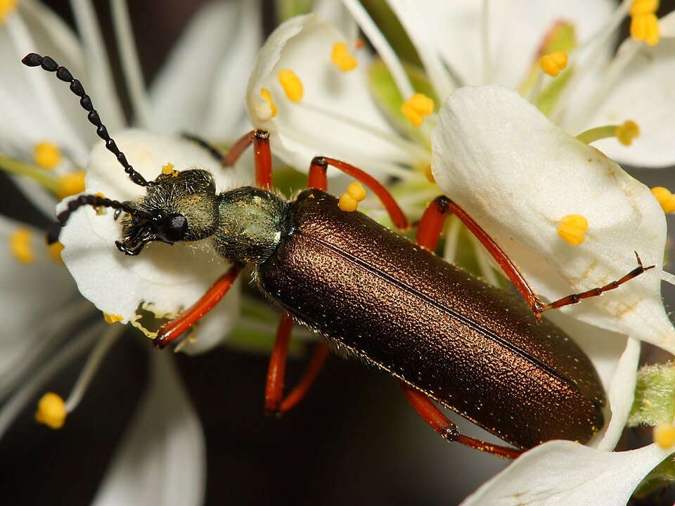 Fayl:Lytta aenea.JPG