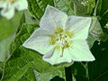 Yevrosiyo paqpaqi (Physalis alkekengi)
