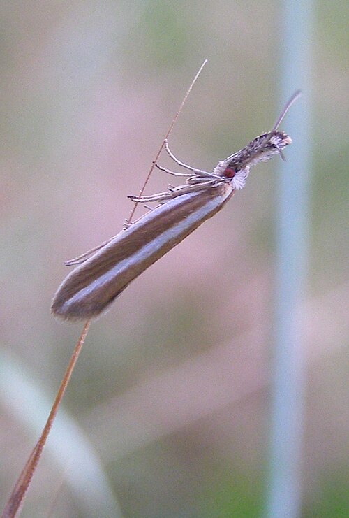 Fayl:Pleurota aristella.jpg