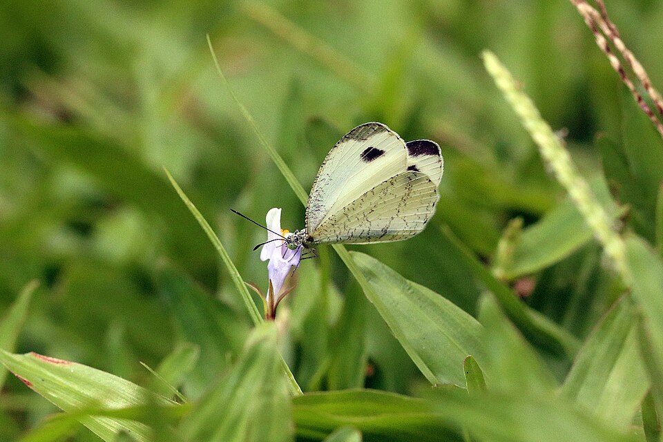 Fayl:Psyche (Leptosia nina malayana) B.jpg