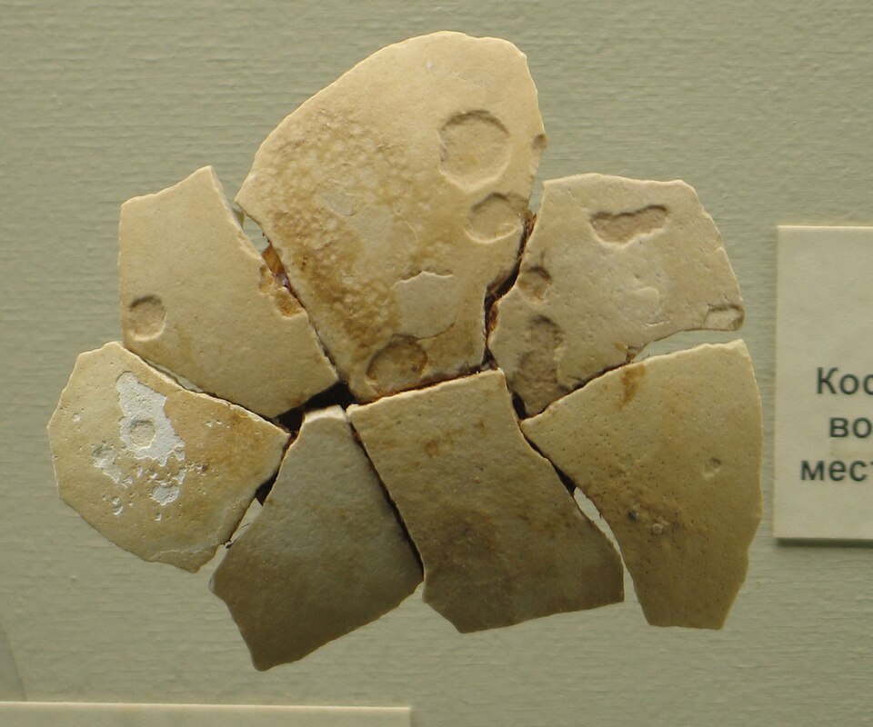 Fayl:Struthio asiaticus 2.jpg