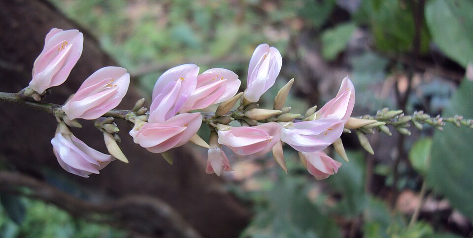Fayl:Abrus pulchellus flowers.JPG