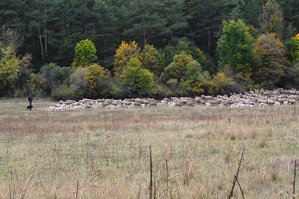 Fayl:Allons, Alpes-de-Haute-Provence, Sheep.JPG