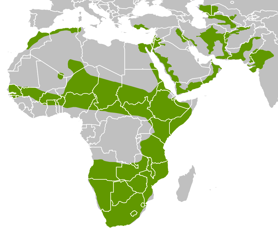 Fayl:Caracal Geographical Range.svg