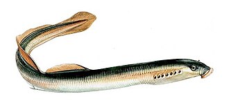 Toʻgarak ogʻizlilar (hovuz minogasi)