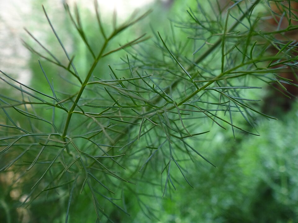 Fayl:Foeniculum vulgare leaf.JPG