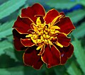 Marigold