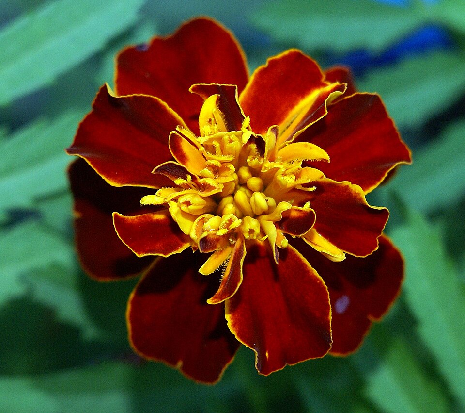 Fayl:Marigold 2.jpg