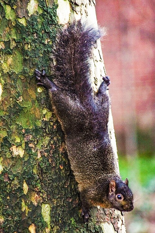 Fayl:Melanistic eastern gray squirrel 2.jpg