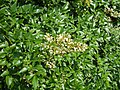 Nandina domestica gullari