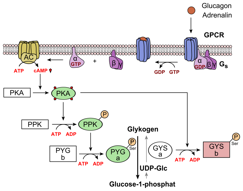 Fayl:Regulation of glycogen metabolism glucagon.svg