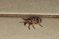 Rhinaria caliginosa