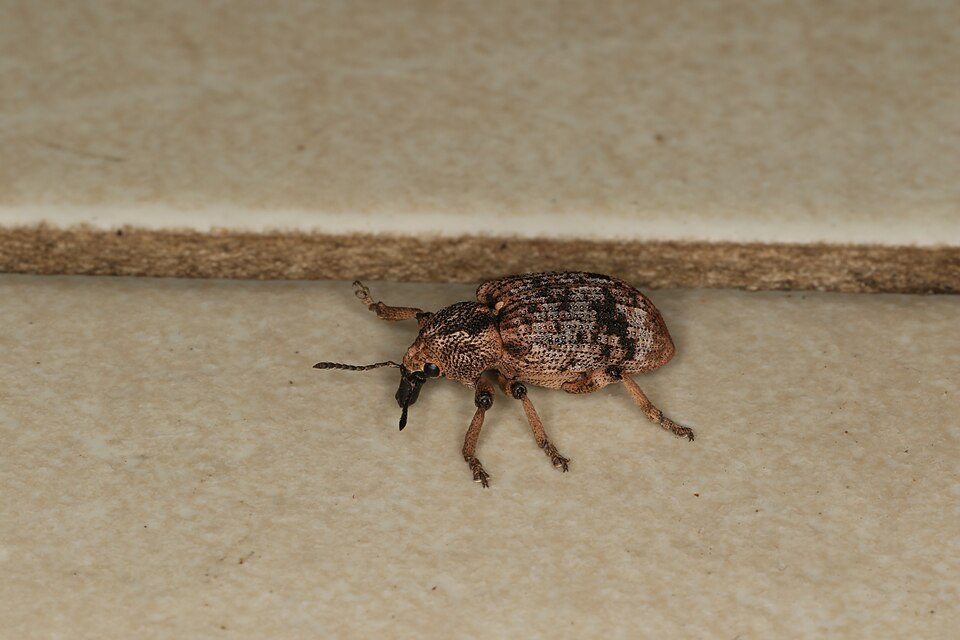 Fayl:Rhinaria caliginosa (23963712666).jpg