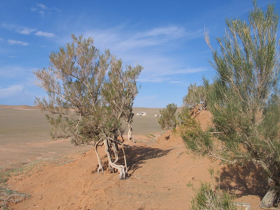 Fayl:Saxaul-baum.JPG