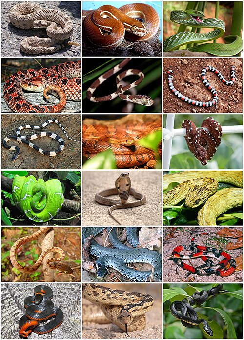 Fayl:Snakes Diversity.jpg