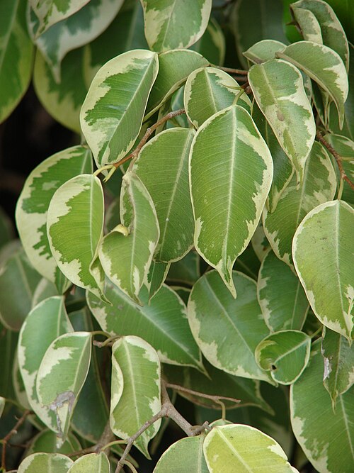 Fayl:Starr 070123-3739 Ficus benjamina.jpg