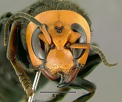 Head detail