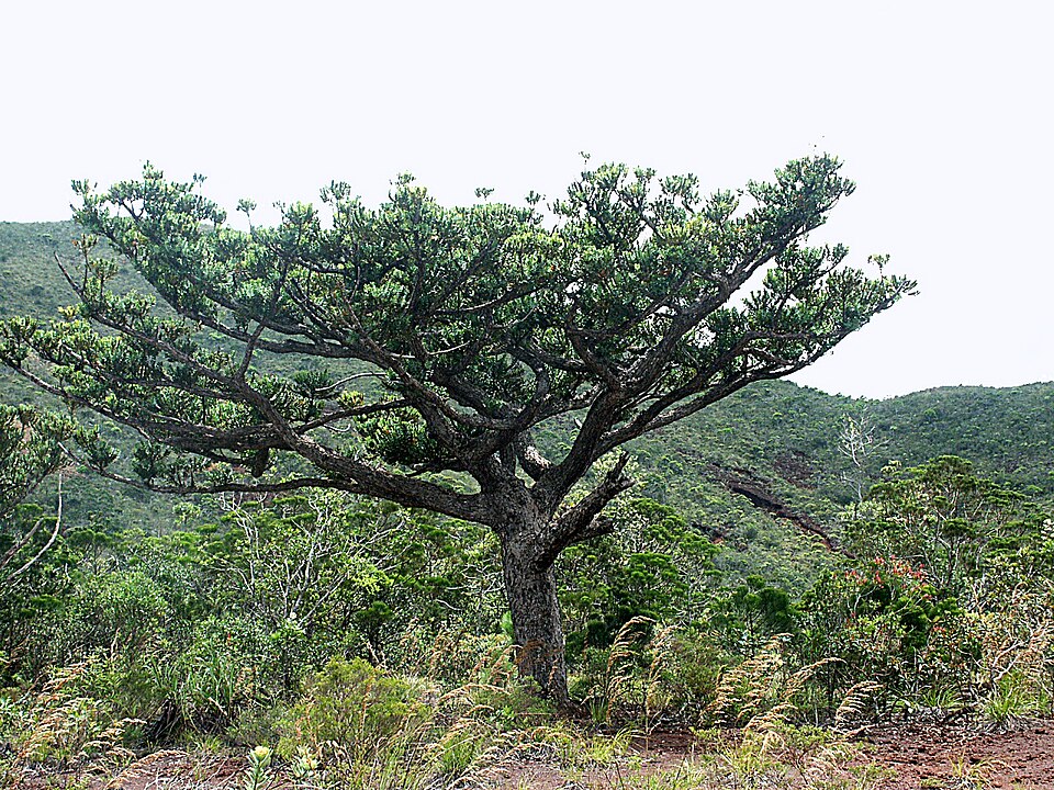 Fayl:Agathis ovata 2.jpg