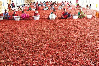 Guntur chilli quyoshda quritilmoqda, Andxra-Pradesh, Hindiston