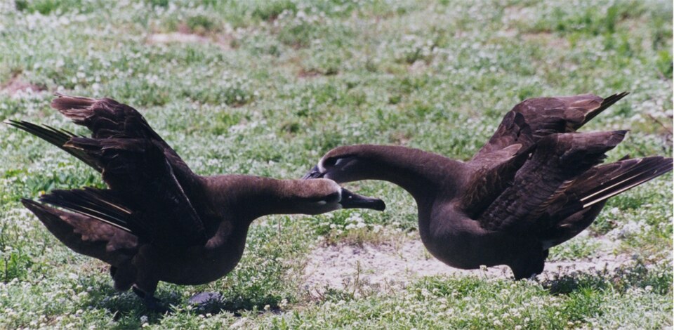 Fayl:Black-footed Albatross are dancing.jpg
