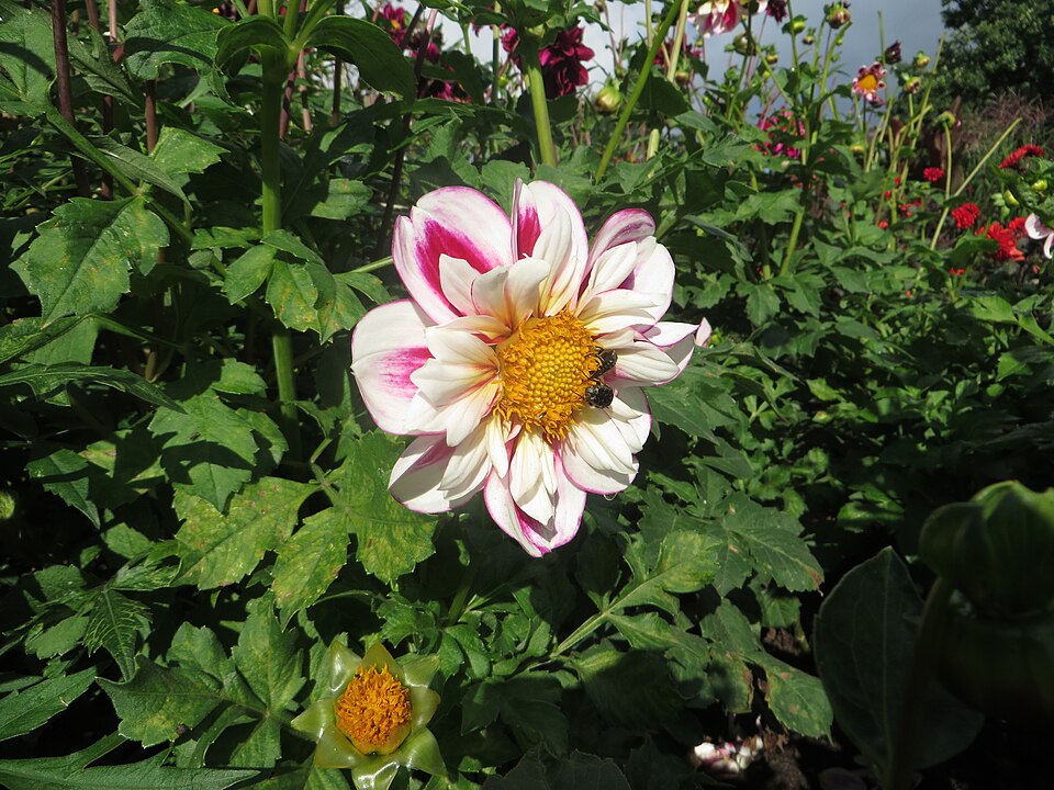 Fayl:Dahlia 'Bumble Rumble' 01.JPG