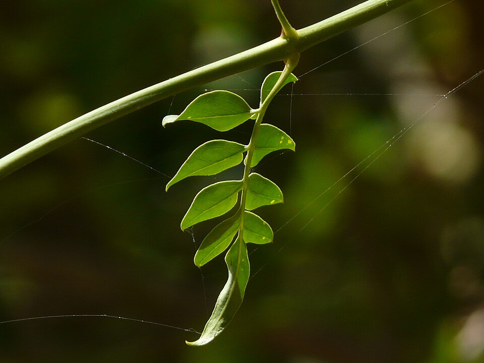 Fayl:Jasminum officinale (2464475097).jpg