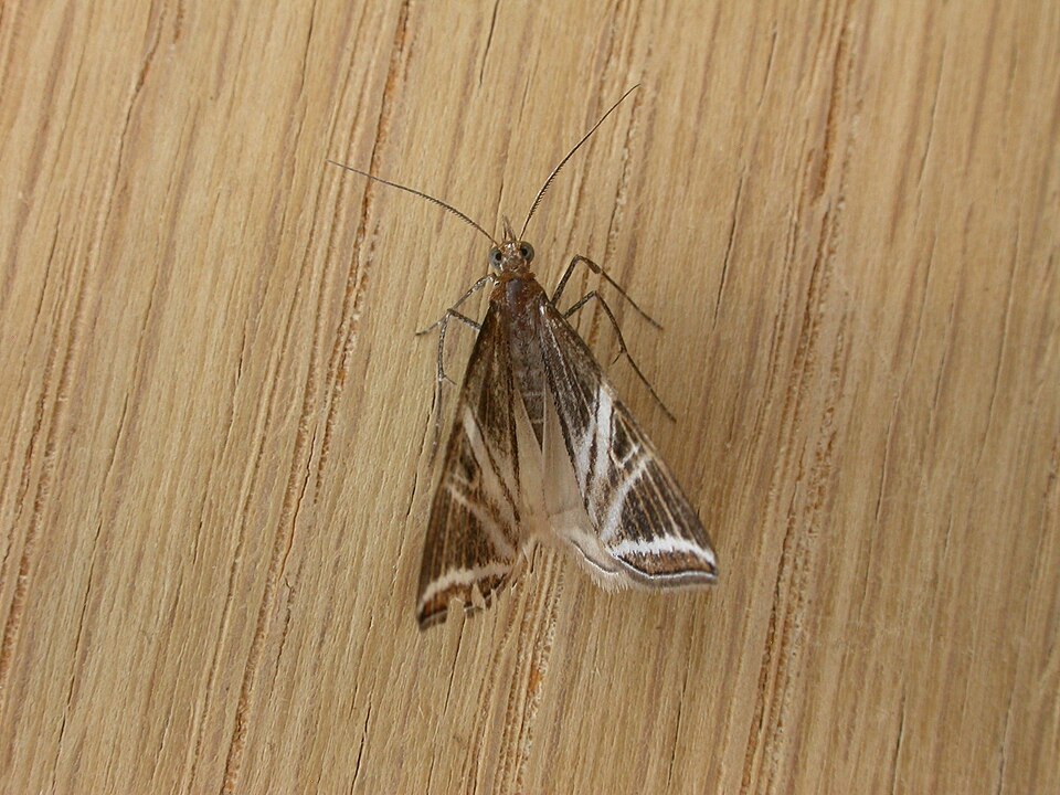 Fayl:Phataria transcissata.jpg