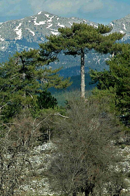 Fayl:Pinus nigra im Taurus-Gebirge.jpg