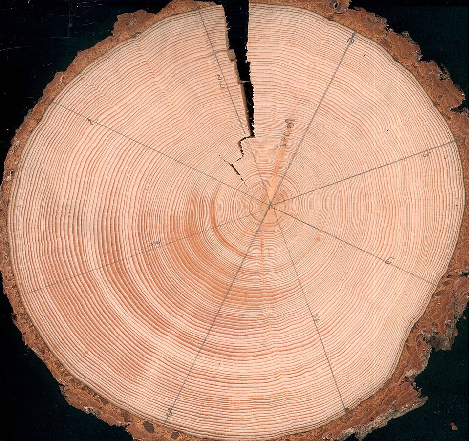 Fayl:Reaction Wood of Picea Abies.jpg