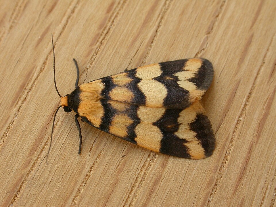 Fayl:Termessa zonophanes.jpg
