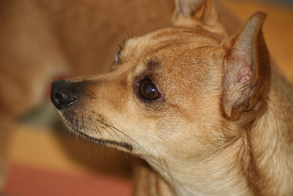 Fayl:Chihuahua-Dog.JPG