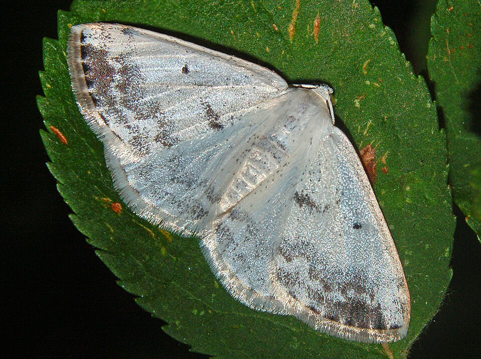 Fayl:Geometridae - Lomographa temerata.JPG