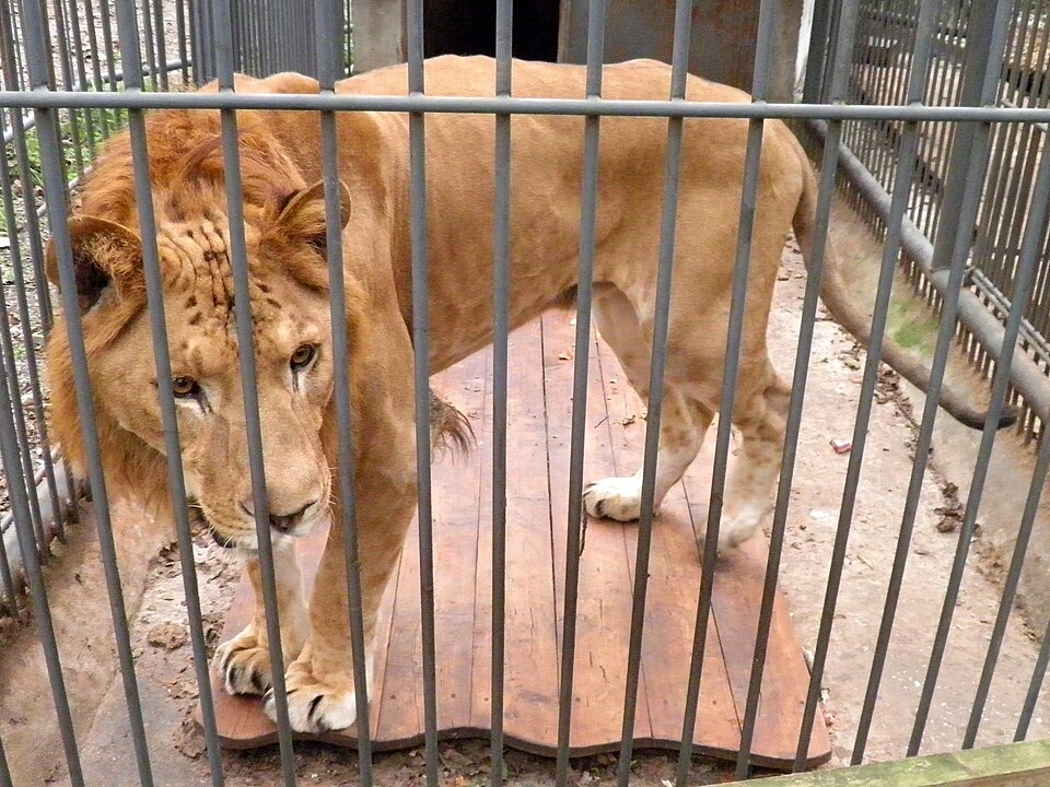 Fayl:Liliger Blag.jpg