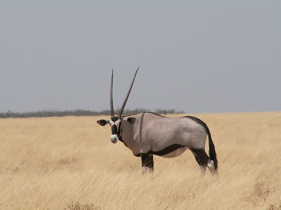 Fayl:Spießbock (Oryx gazella) PICT0621.JPG
