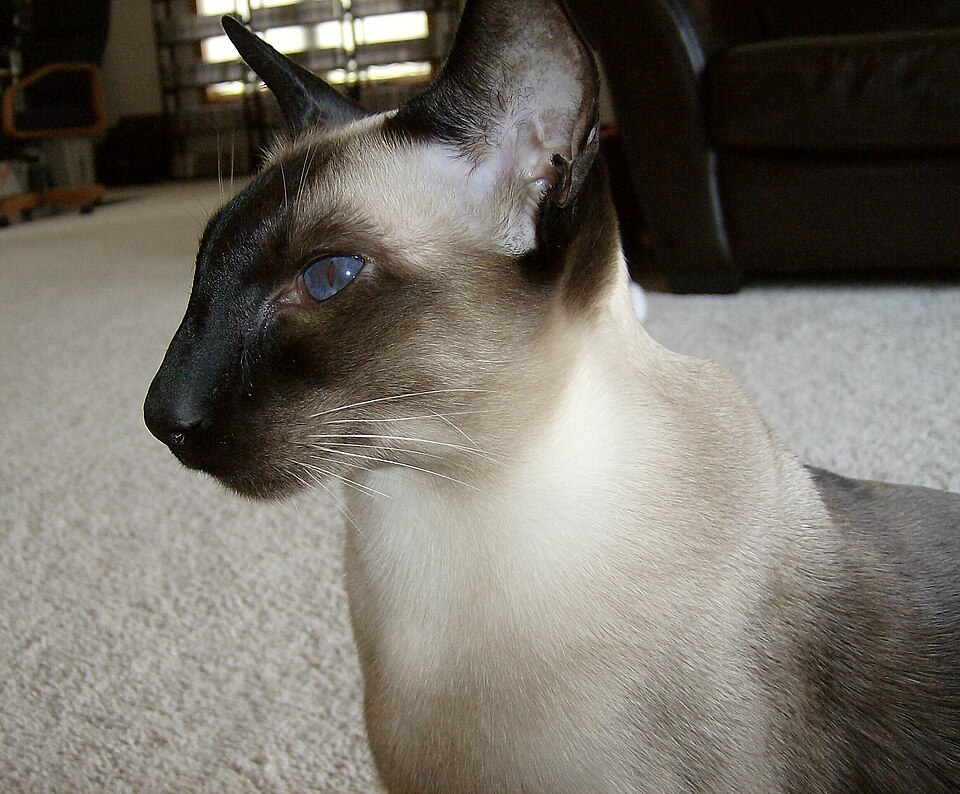 Fayl:WedgeheadSealpointSiamese (cropped).JPG