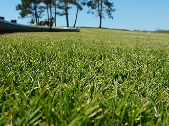 Typical Zoysia tenuifolia appearance