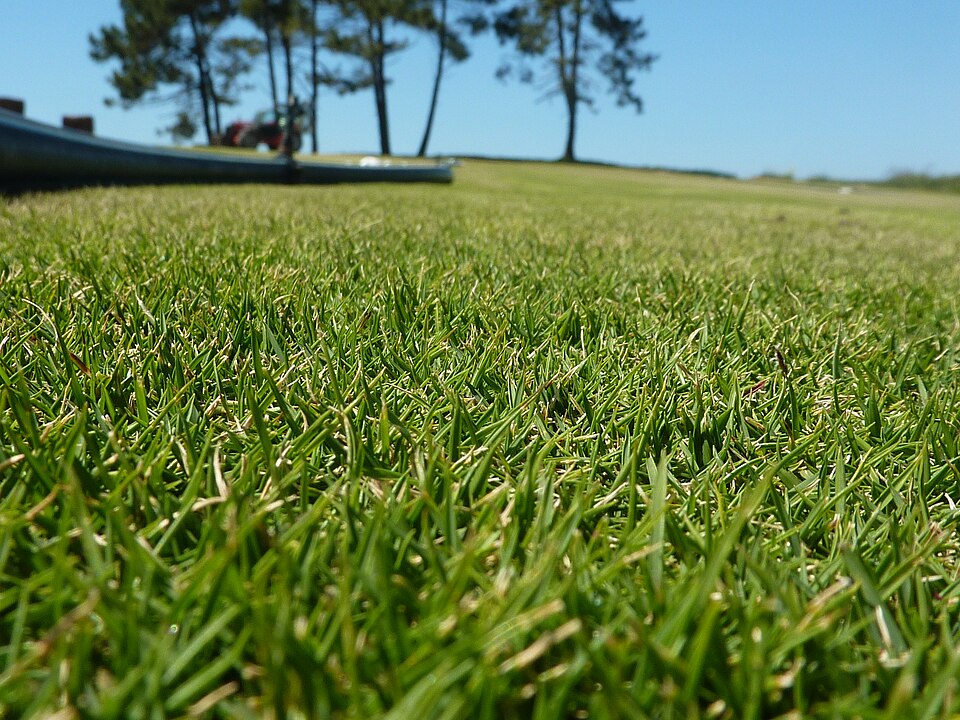 Fayl:Zoysia Tenuifolia aspect.JPG